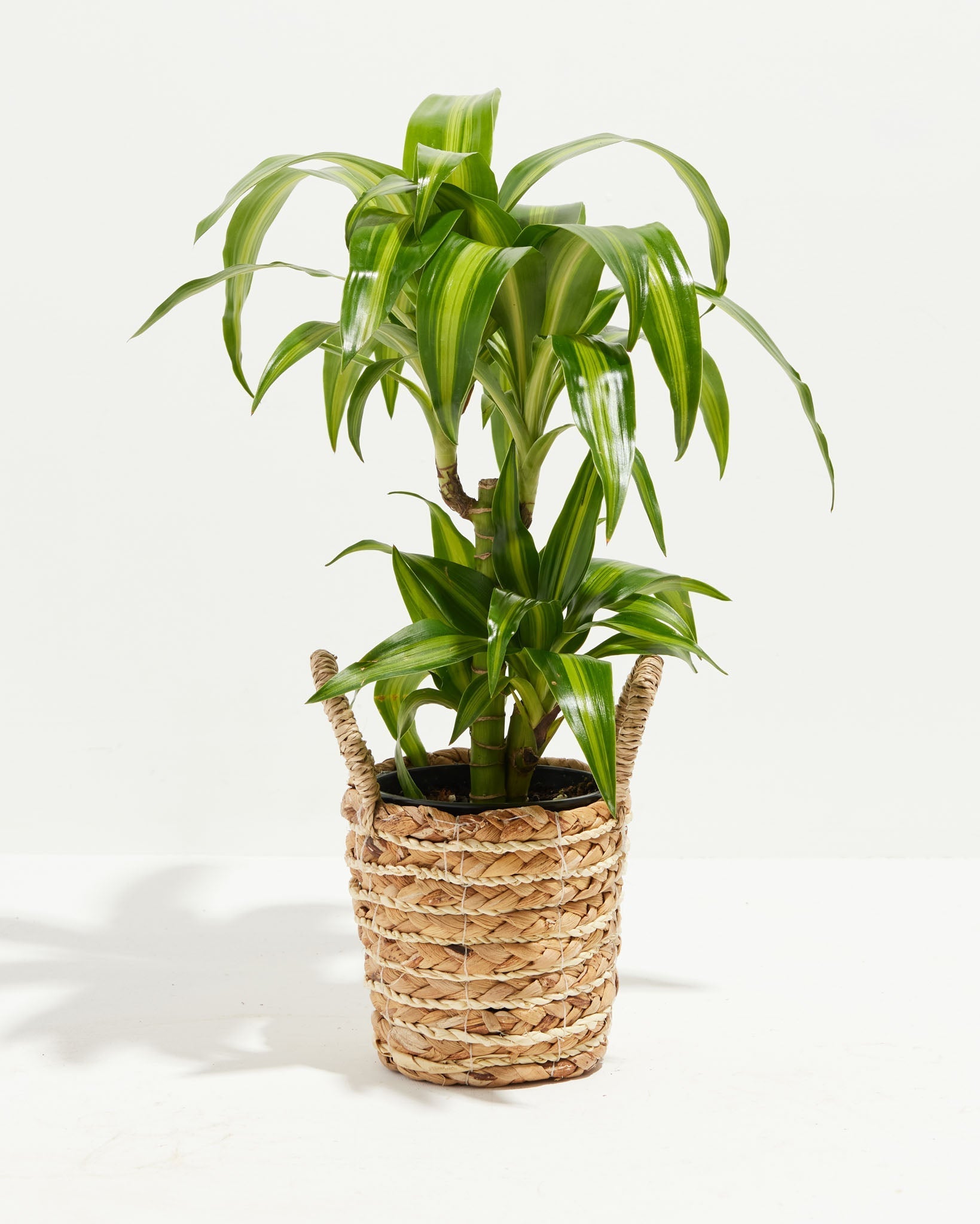 Dracaena Warneckii Hawaiian Sunshine For Sale & Care Guide