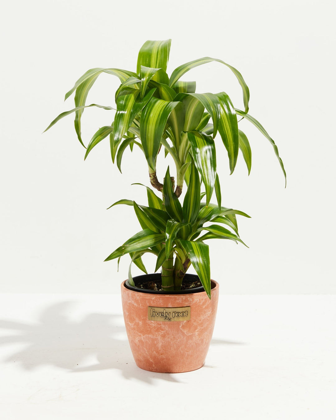 hp dracaena Dracaena Warneckii Hawaiian Sunshine For Sale & Care Guide