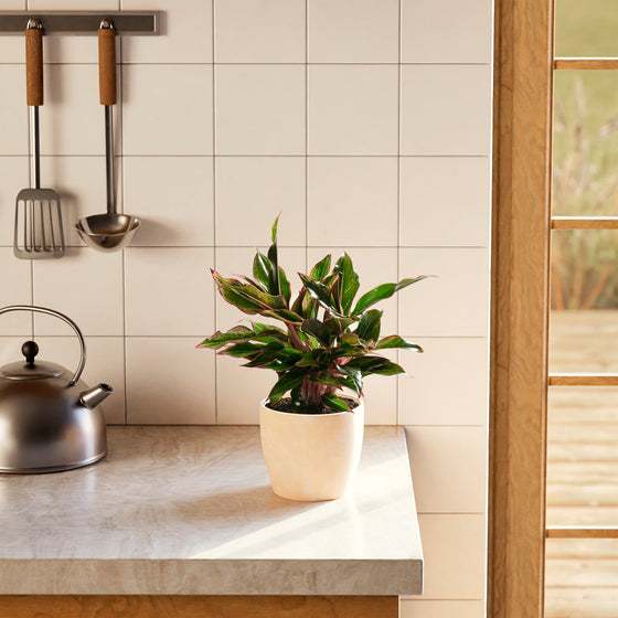 Aglaonema Red Siam decorative houseplant in white ceramic pot on kitchen counter near window, low-maintenance tropical Chinese evergreen with vibrant red stems and variegated foliage.
