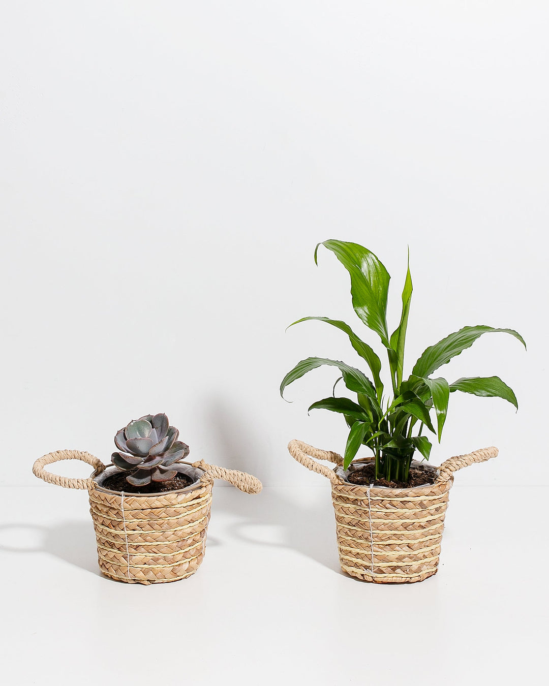 peace succulent Easy Care Sympathy Collection | Succulent & Peace Lily