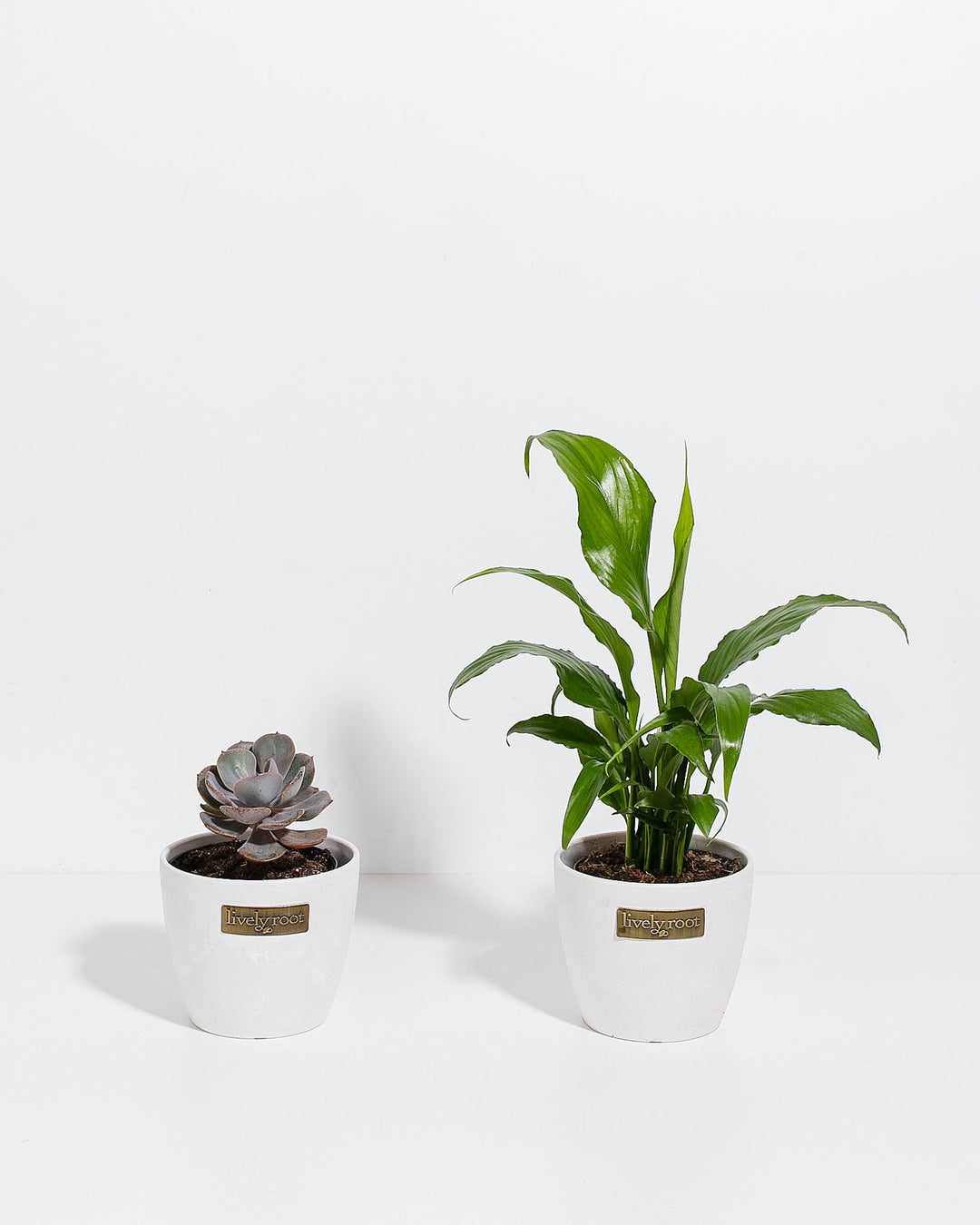 peace sign succulent Easy Care Sympathy Collection | Succulent & Peace Lily