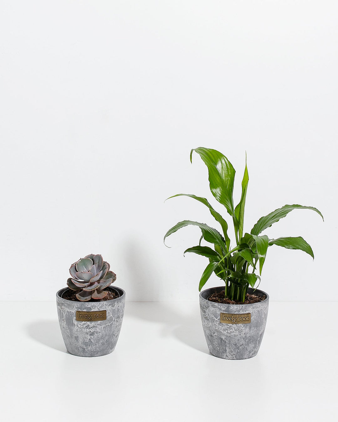 succulents for sympathy Easy Care Sympathy Collection | Succulent & Peace Lily