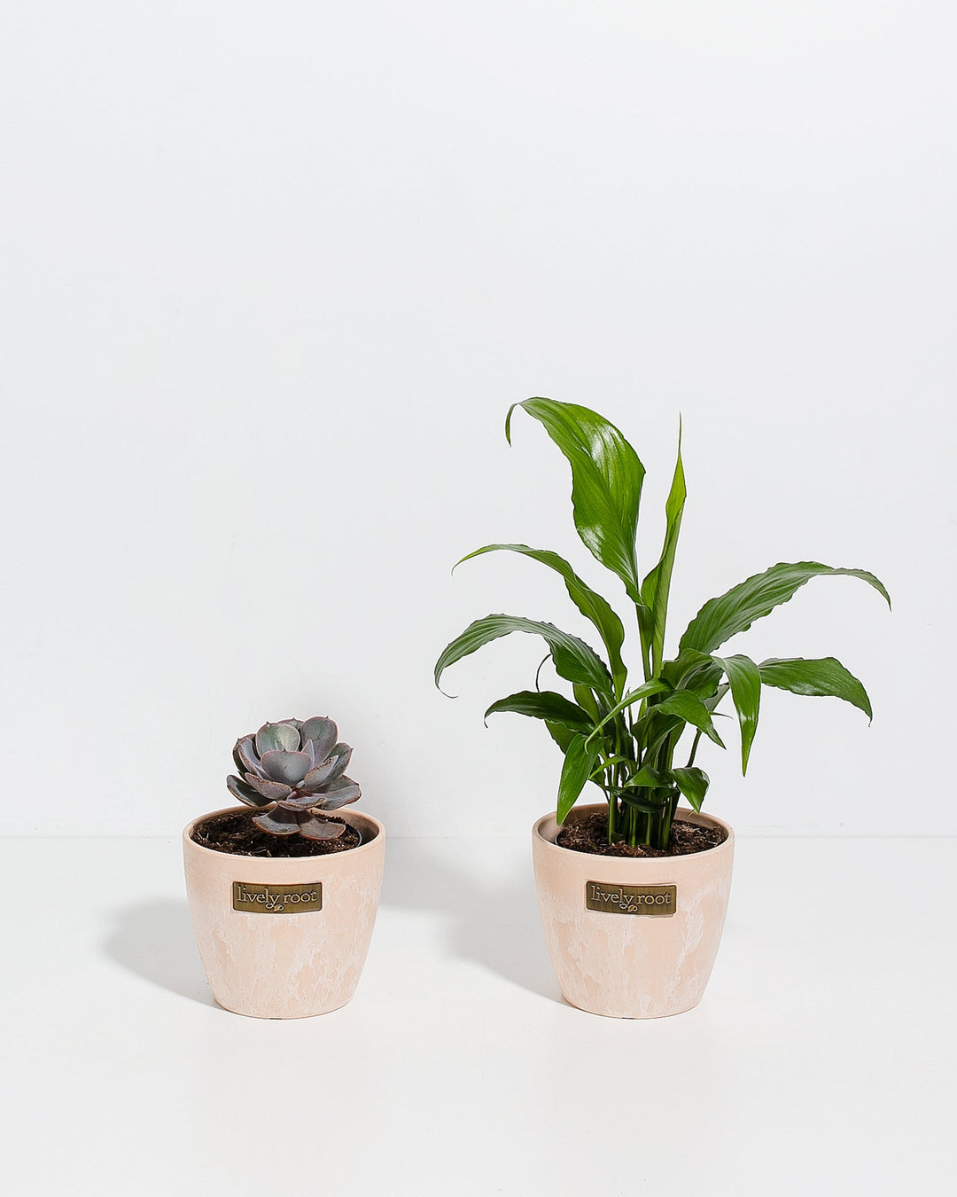 peace lily easy care Easy Care Sympathy Collection | Succulent & Peace Lily