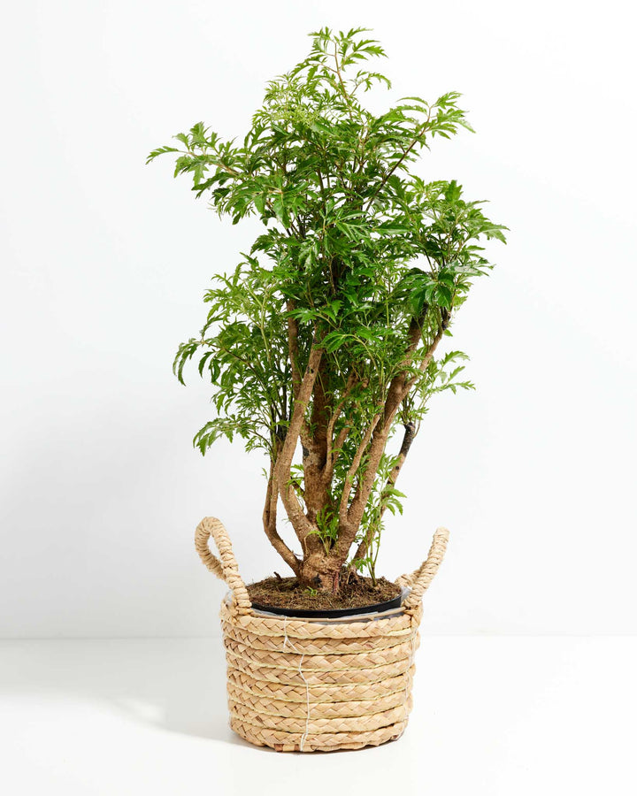 ming bonsai tree Aralia Ming Stump for Delivery | Shrubs
