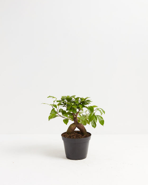 Ficus Ginseng bonsai in a standard black nursery pot — a compact and sculptural indoor bonsai tree