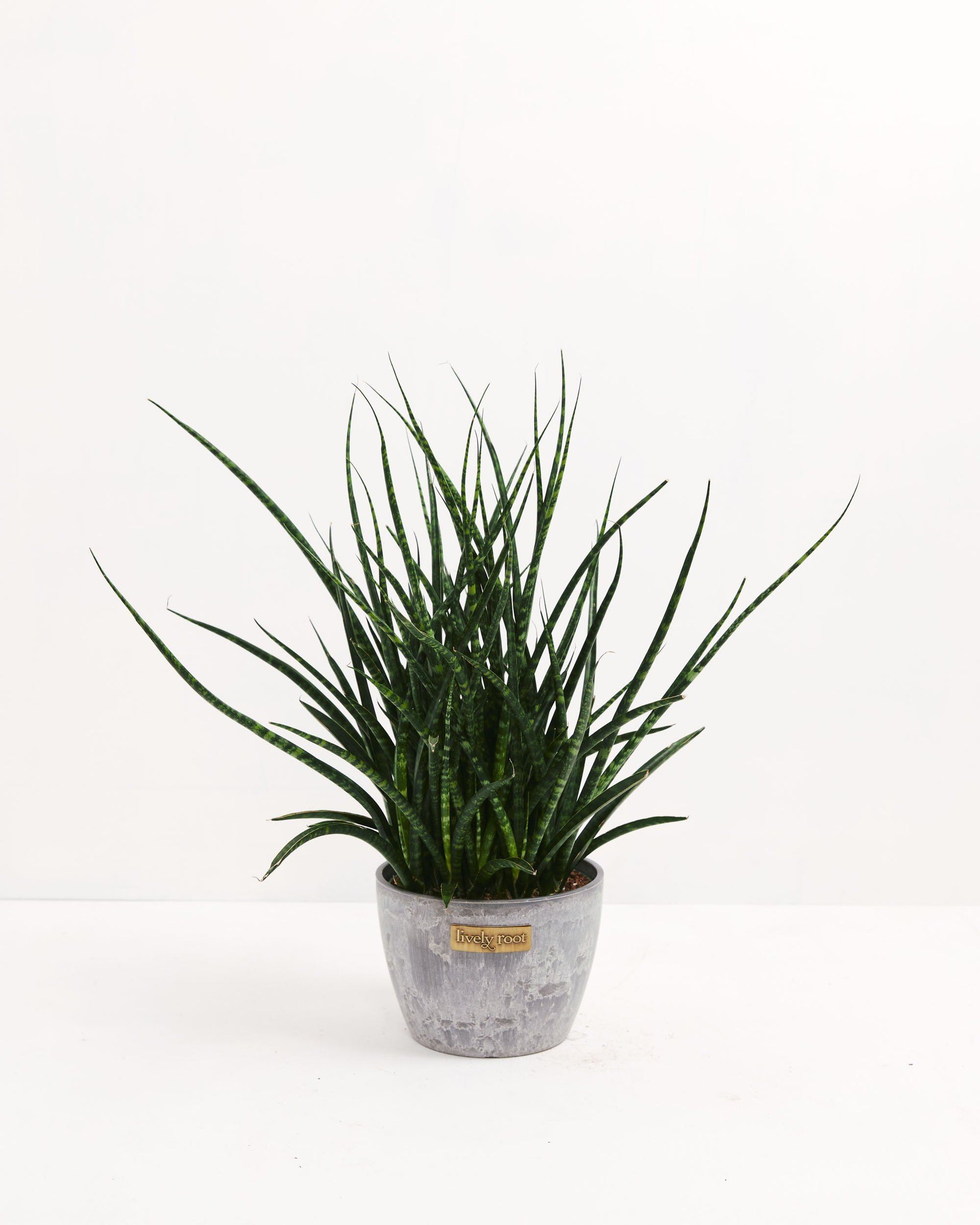 Sansevieria Fernwood For Sale Including Care Guide