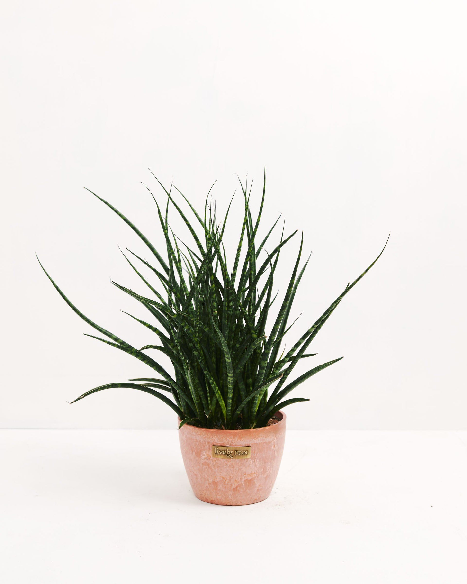 sansevieria fernwood variegated Sansevieria Fernwood For Sale Including Care Guide