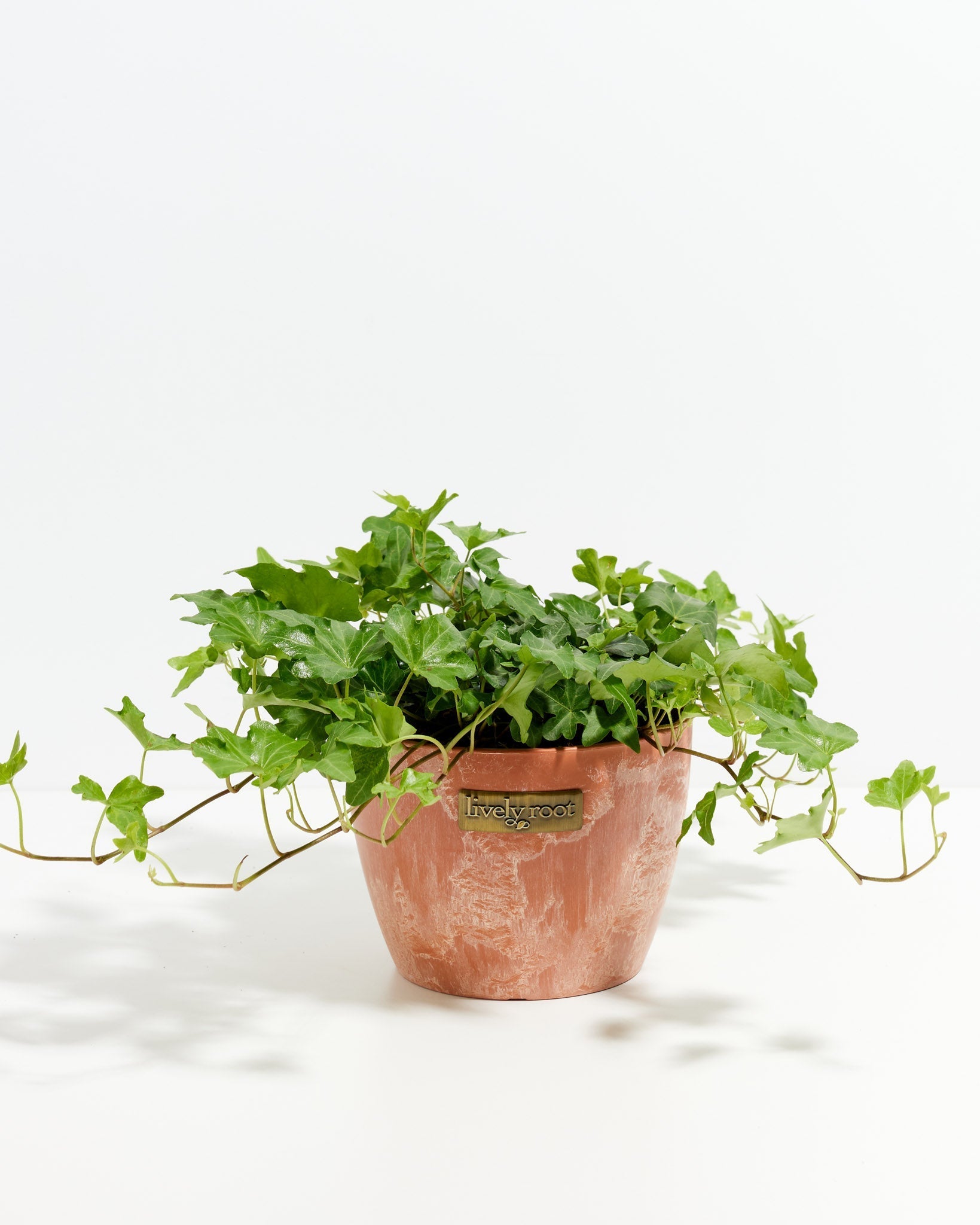 plant ivy indoor English Ivy For Sale (Hedera helix)