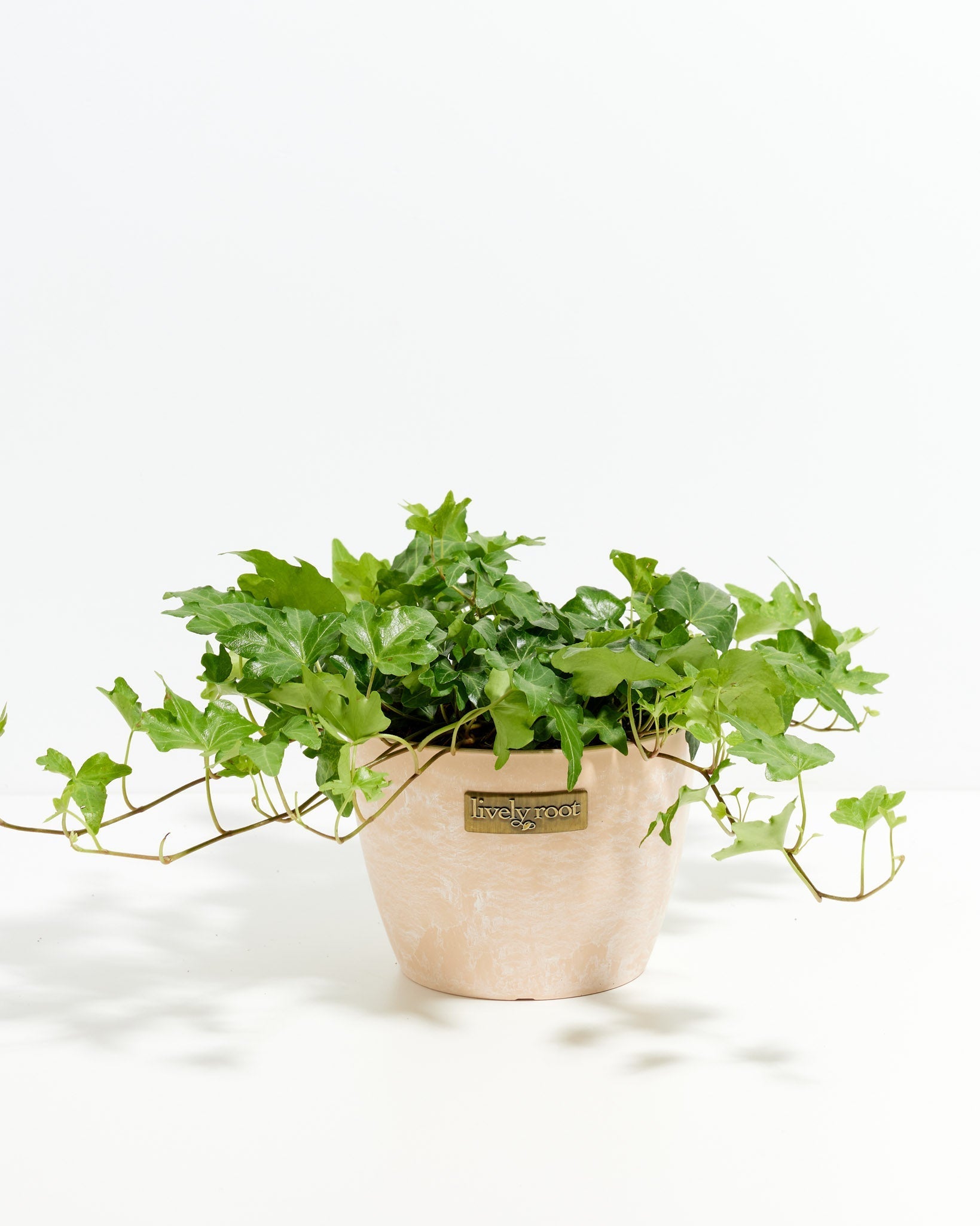 is ivy a good indoor plant English Ivy Plant (Hedera helix)