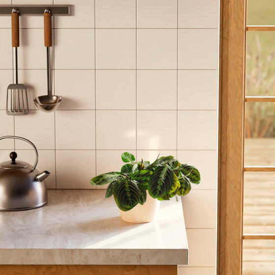A Maranta Red Prayer Plant featuring striking green leaves with prominent red veins, styled on a kitchen countertop next to a kettle and hanging utensils.