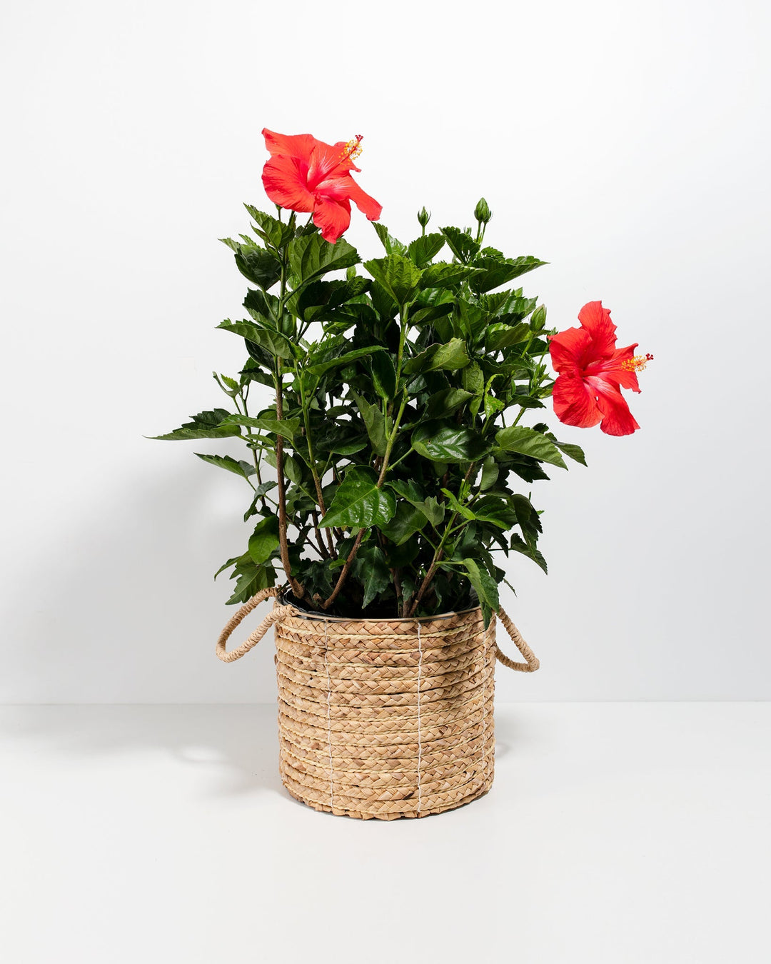 best pot for hibiscus plant Hibiscus For Sale Including Care Guide & Growing Tips