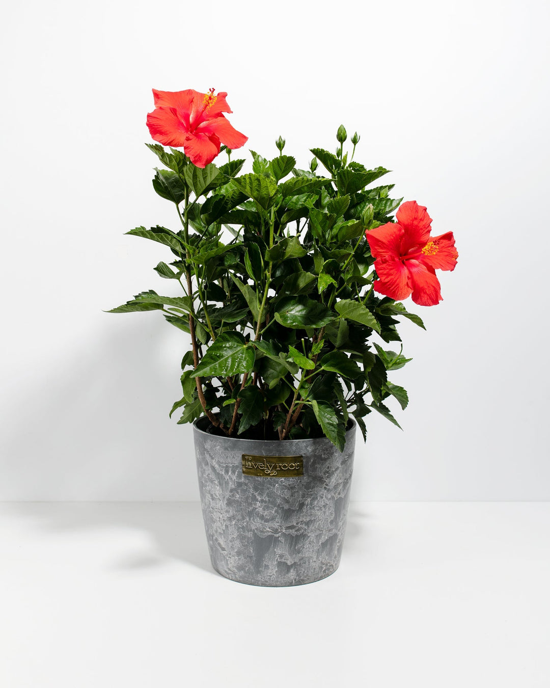 indoor hibiscus plants Hibiscus For Sale Including Care Guide & Growing Tips
