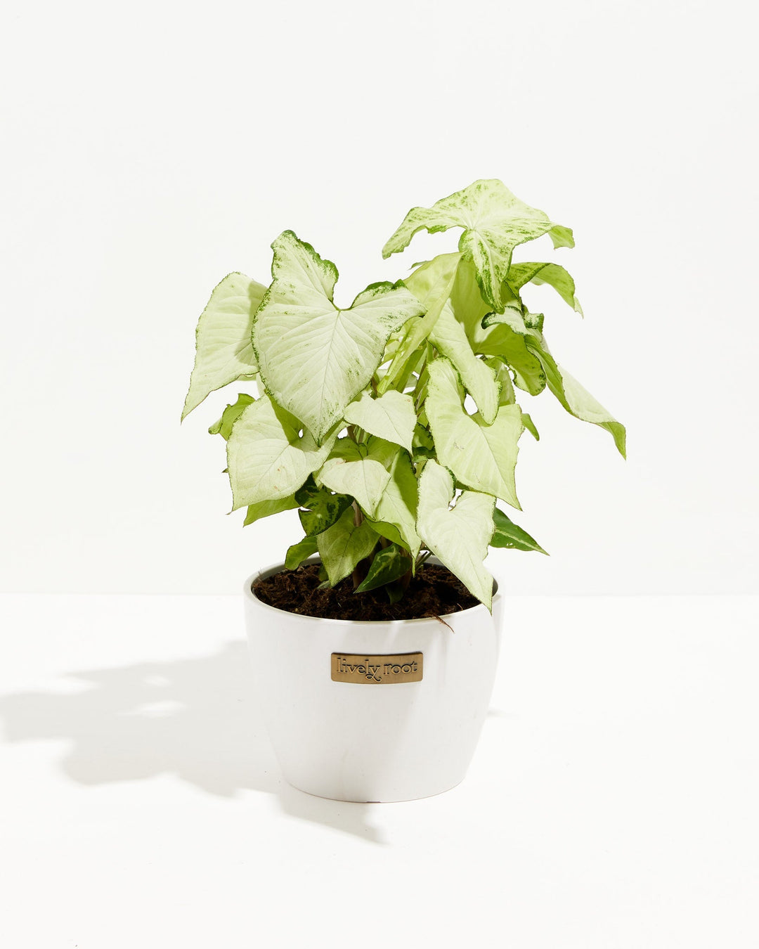 holly indoor plant Syngonium Holly Bianco For Sale Including Care Guide