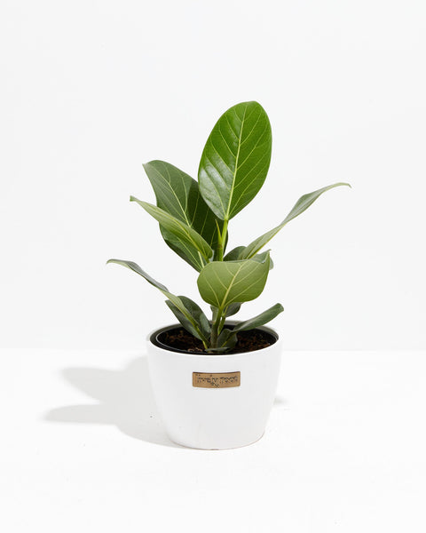 audrey rubber tree Ficus Audrey For Sale, Including Care Guide & Growing Tips Extra Large / Grower / Varies