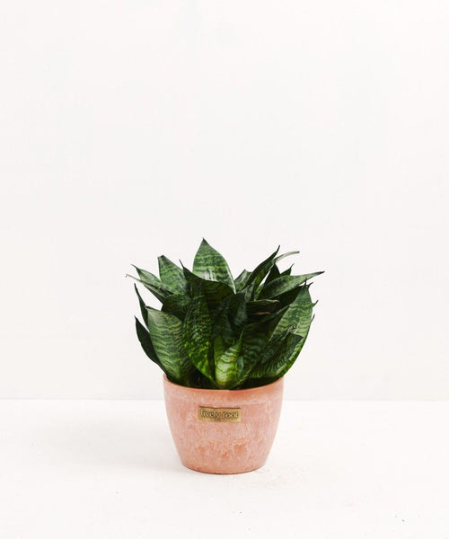 snake plant spanish Zeylanica Superba Snake Plant | Indoors Plants