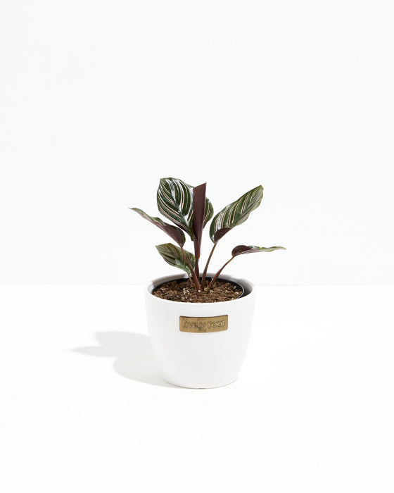 Calathea Ornata Pink Pinstripe prayer plant in white ceramic pot with Lively Root label, compact striped houseplant