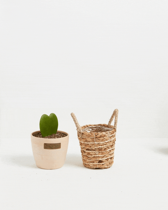 Small Hoya Heart Plant (Hoya kerrii) in a blush pink ceramic pot with heart-shaped green leaves displayed beside a natural woven seagrass basket planter on a white surface