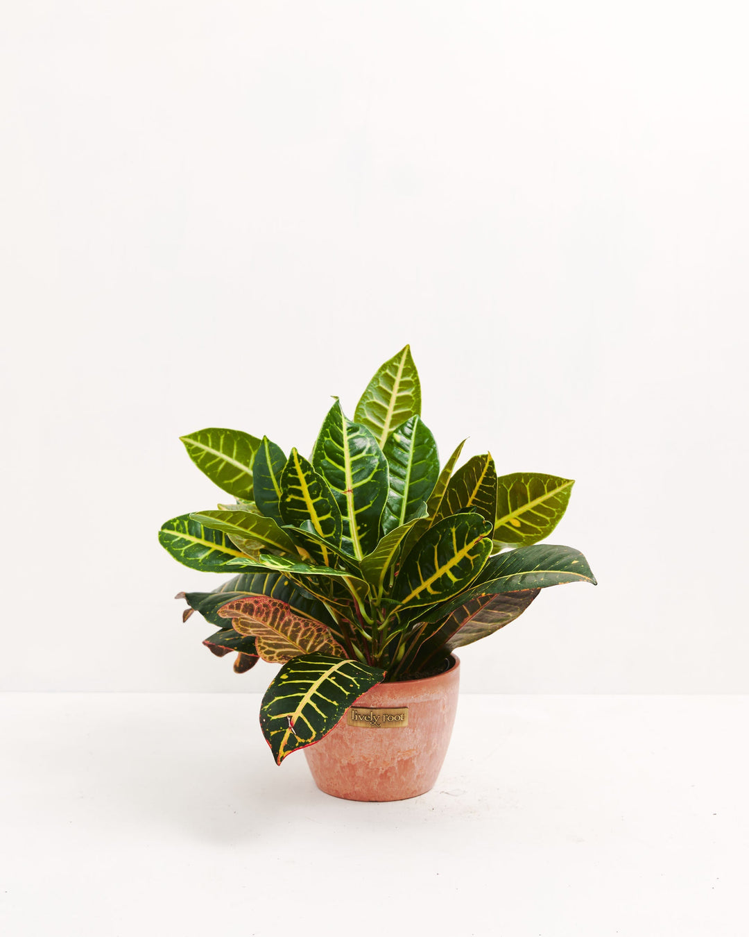 croton petra house plant Croton Petra Plant For Sale