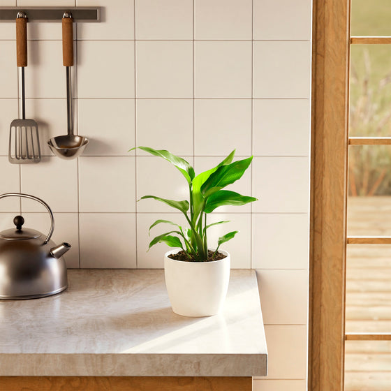 Small Giant Bird of Paradise indoor plant in a white ceramic pot on a kitchen counter.