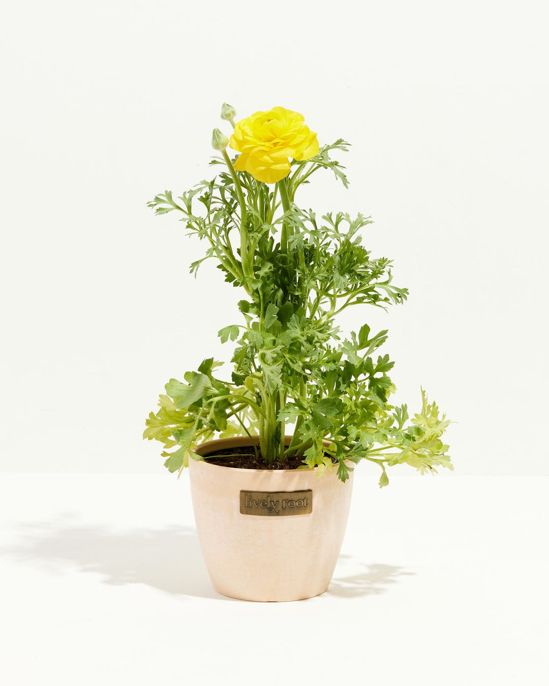 ranunculus potted plants for sale Ranunculus Italian Yellow