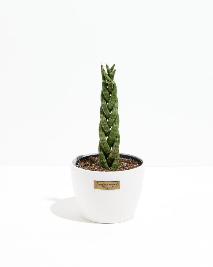 braided snake plant benefits Sansevieria Cylindrica Braid | Indoor Plants