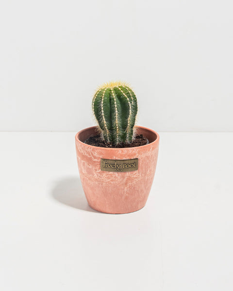 Parodia Cactus & Resilient Balloon Cactus