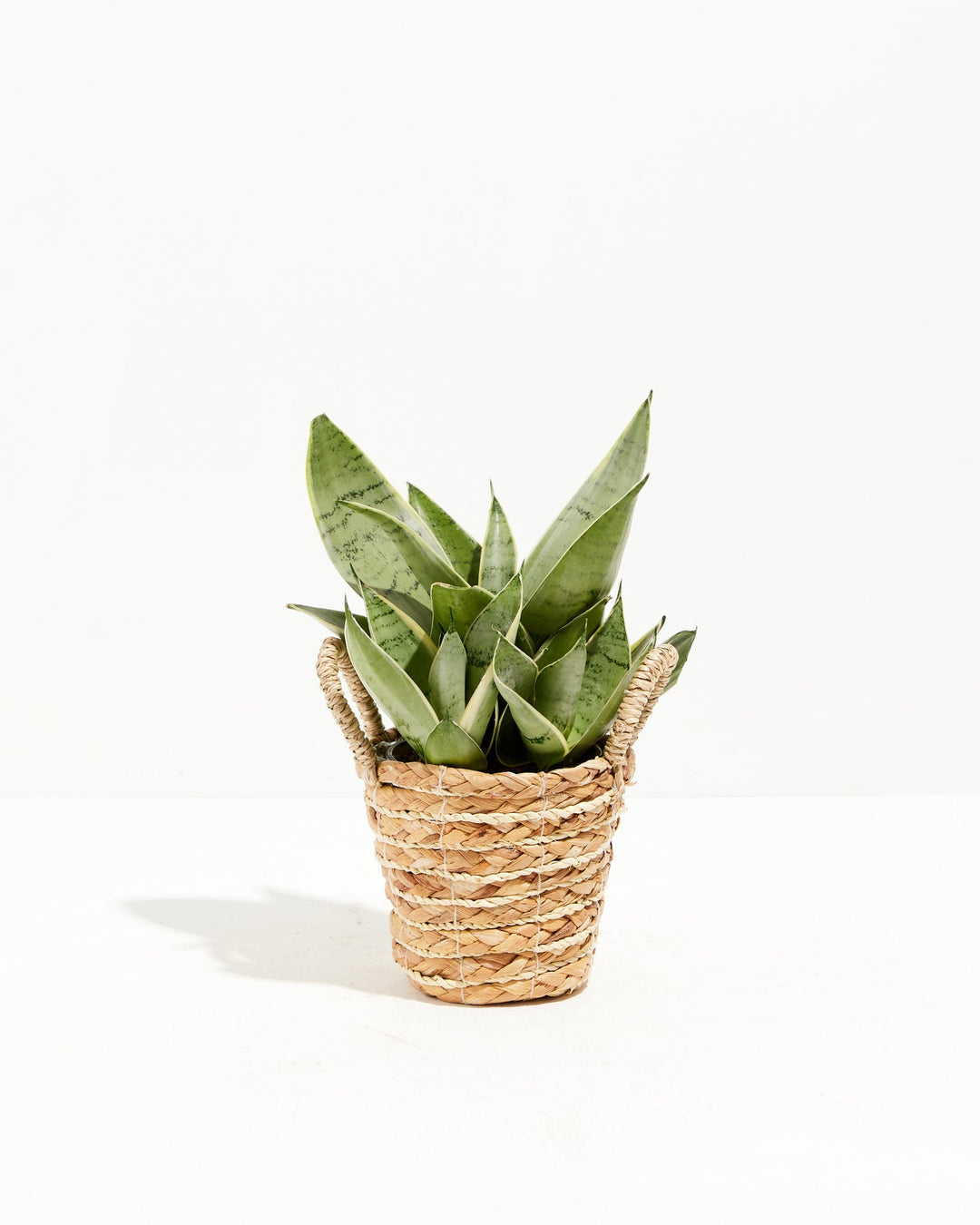 Sansevieria Night Owl
