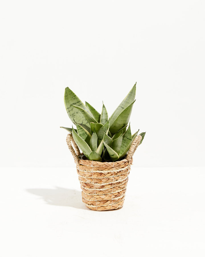 Sansevieria Night Owl