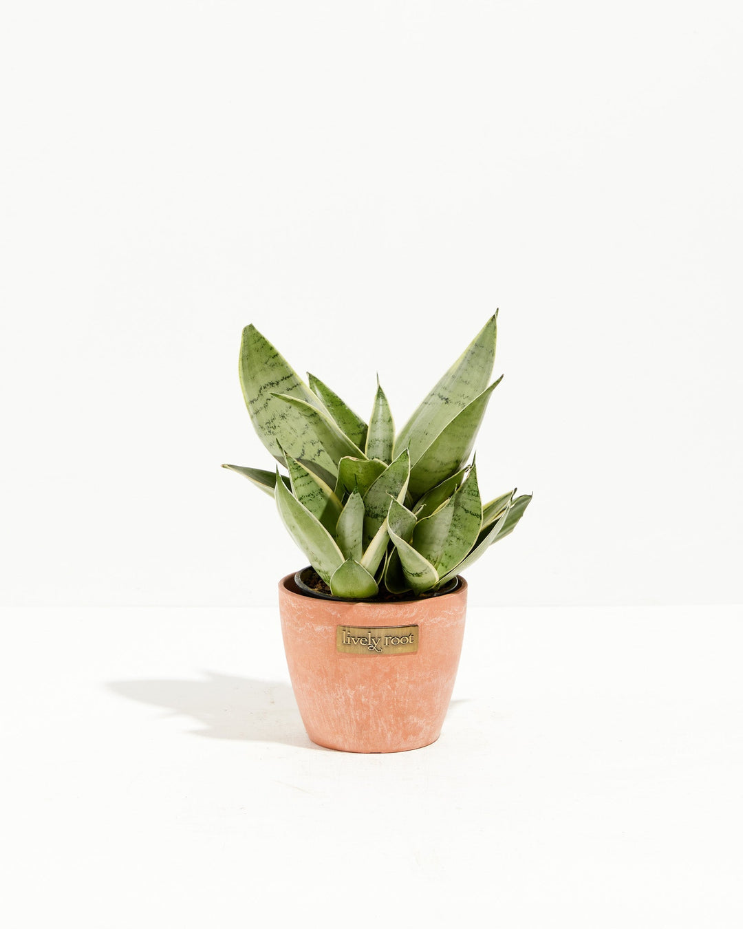 Sansevieria Night Owl
