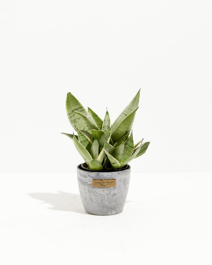 Sansevieria Night Owl