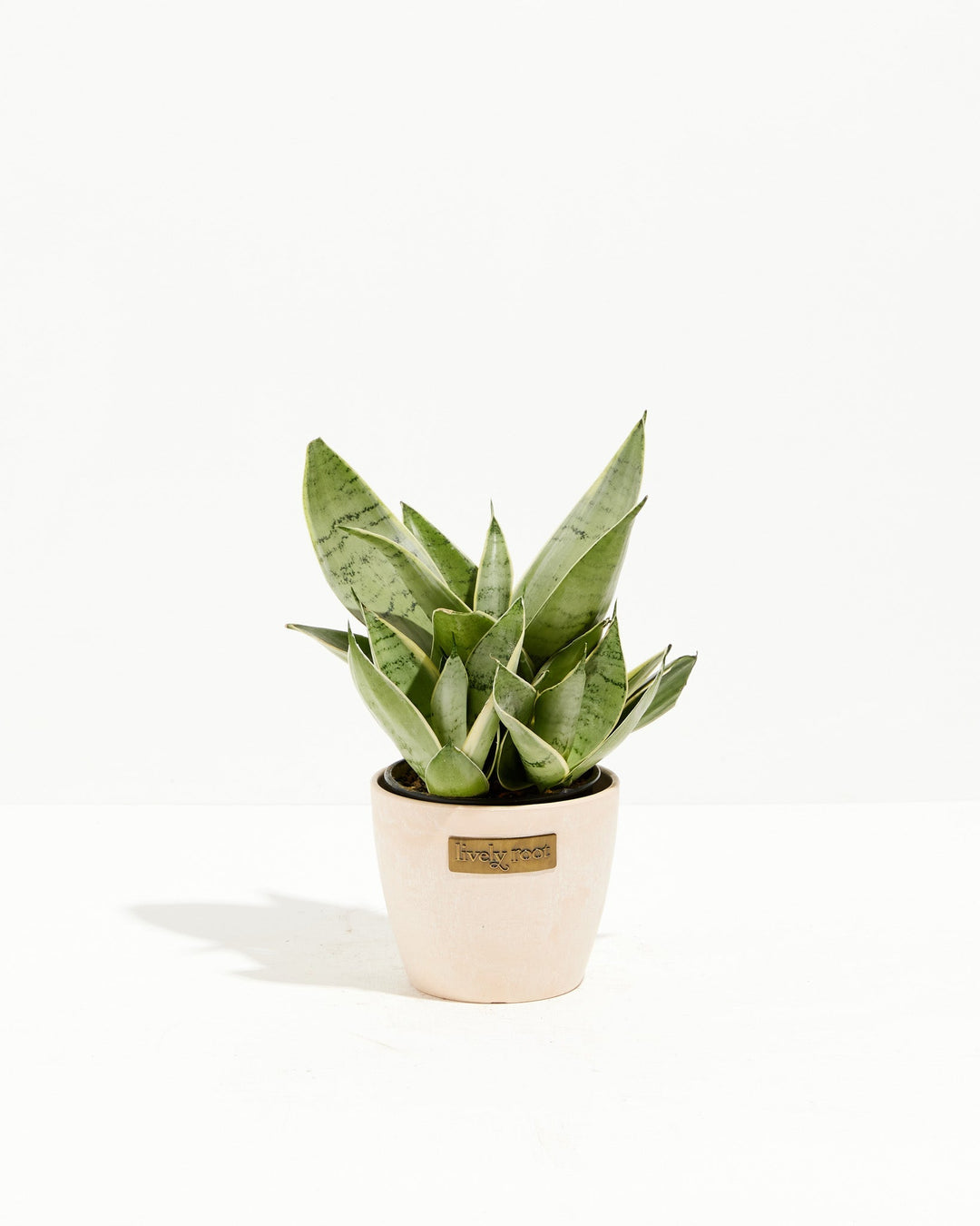 Sansevieria Night Owl