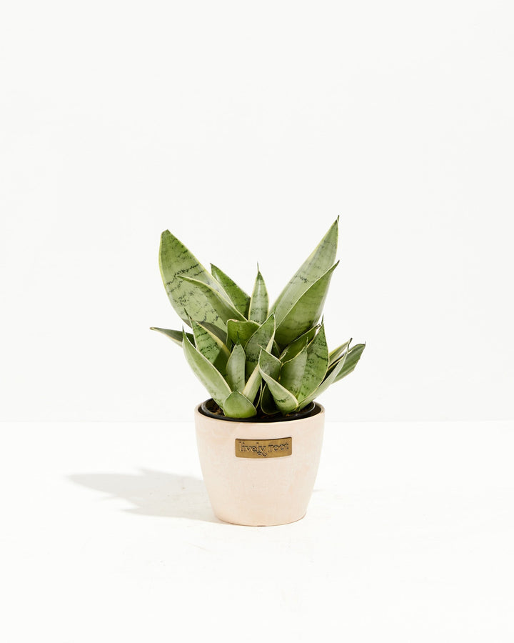 Sansevieria Night Owl
