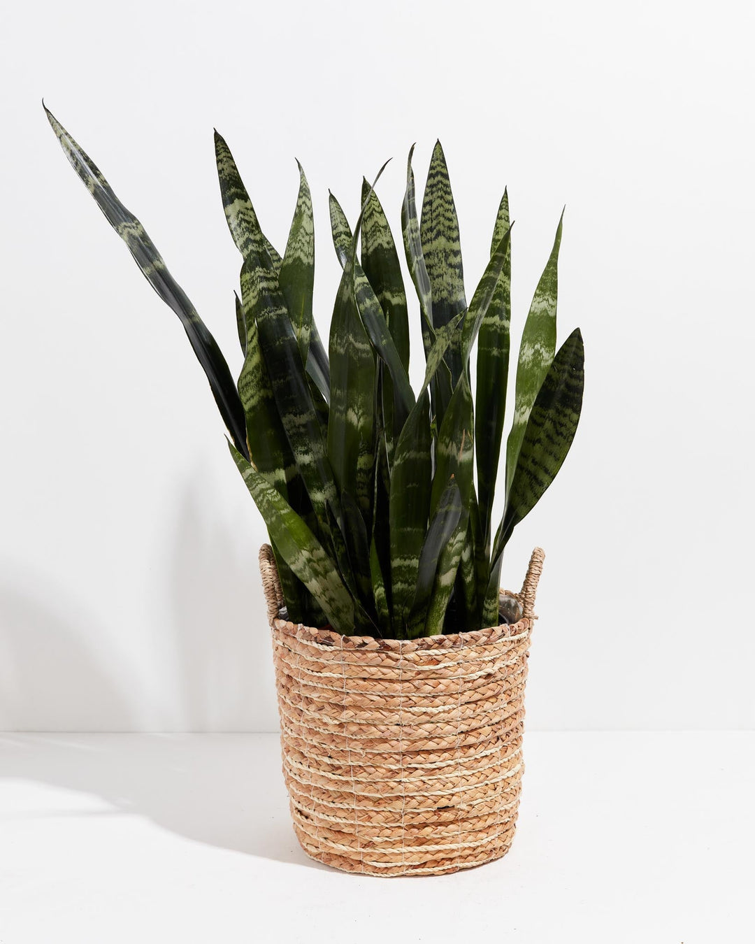 black coral snake plant height Black Coral Snake Plant | Indoor Plants