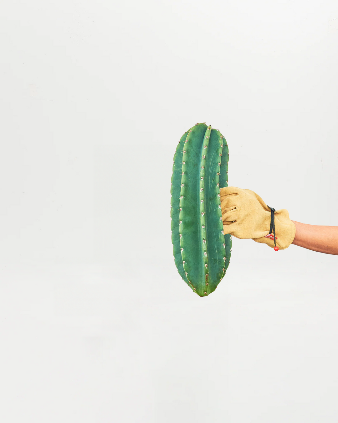 Peruvian Apple Cactus