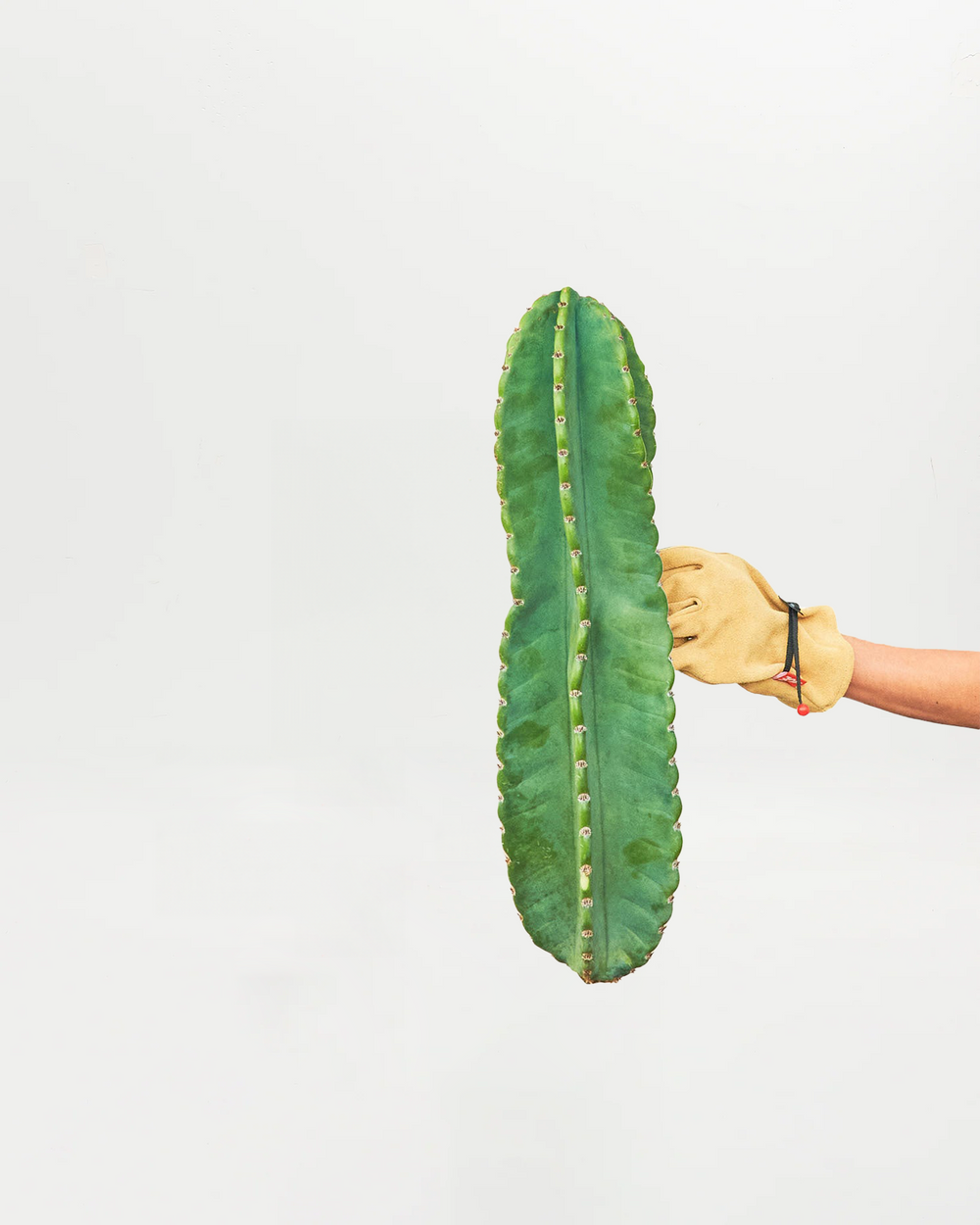 Peruvian Apple Cactus