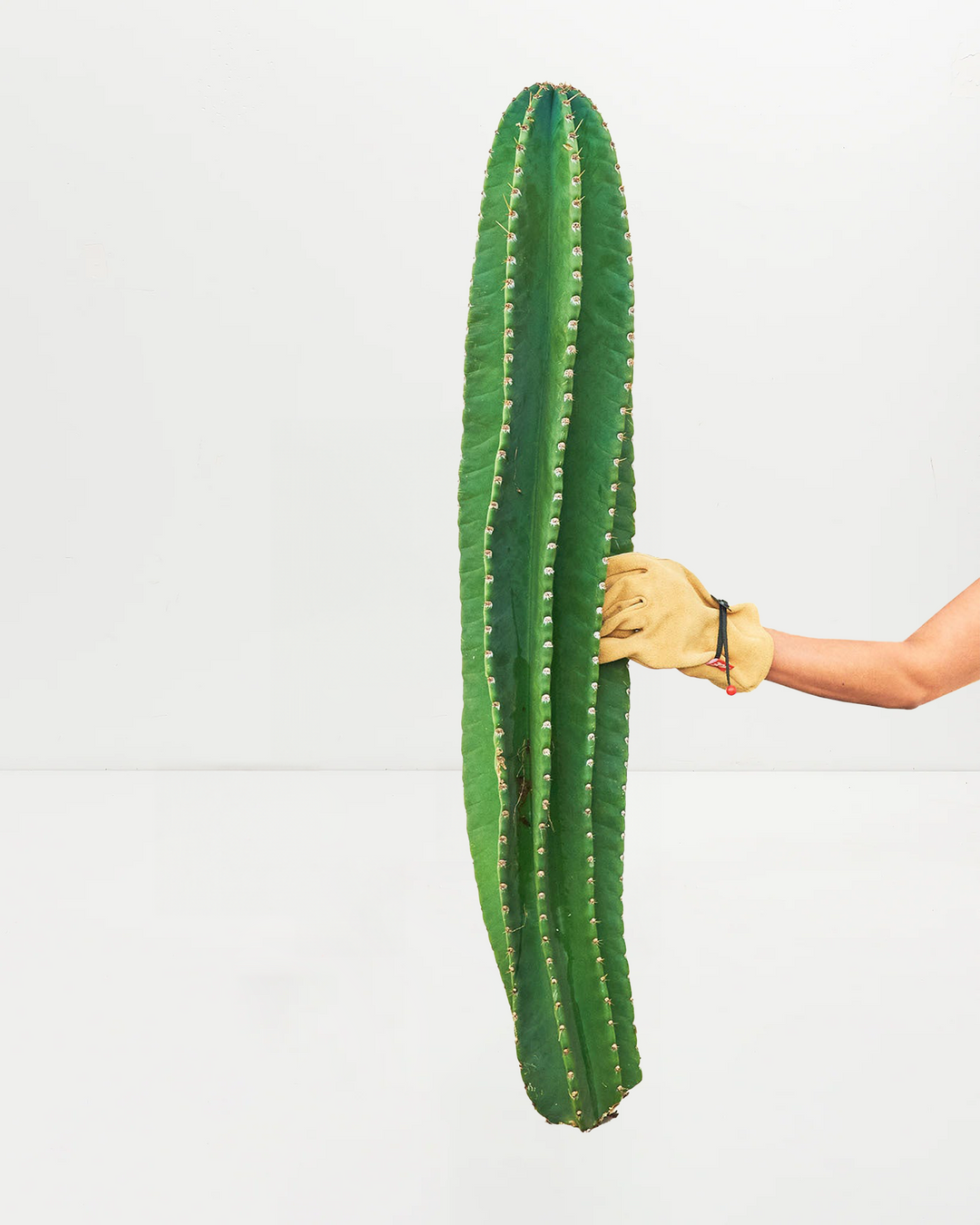 Peruvian Apple Cactus