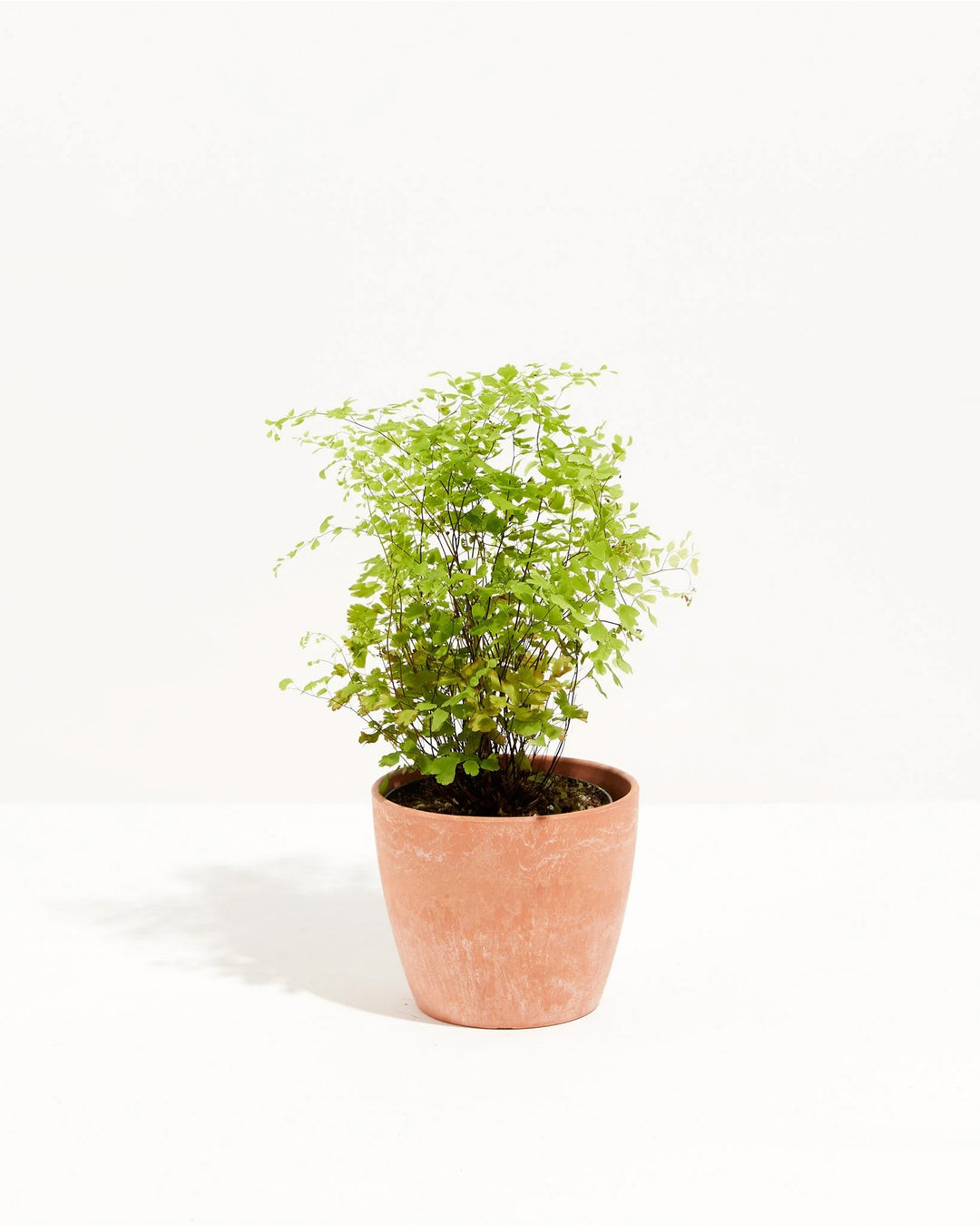 maidenhair fern house plants Maidenhair Fern | Indoor Ferns For Sale
