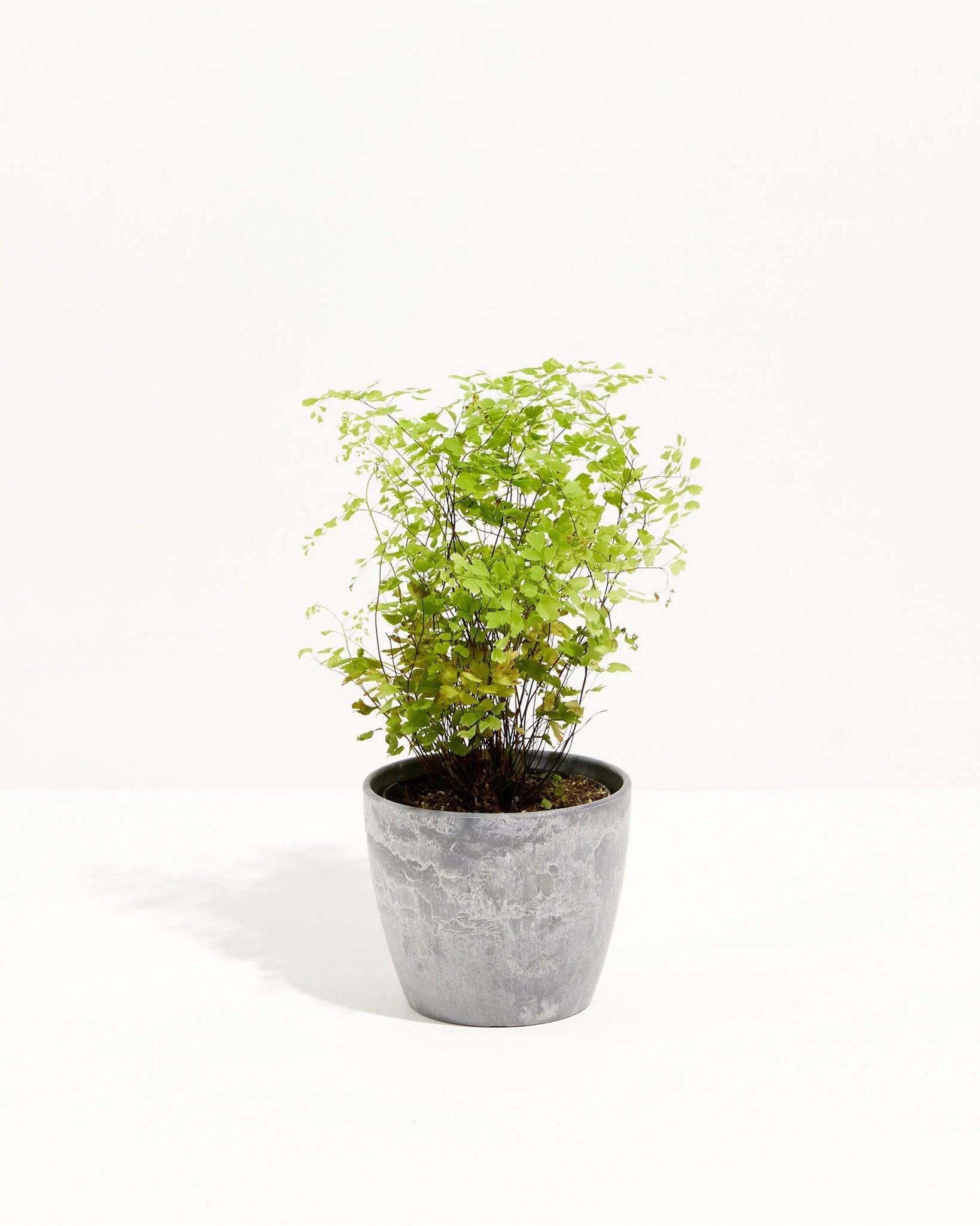 maidenhair indoor plant Maidenhair Fern | Indoor Ferns For Sale