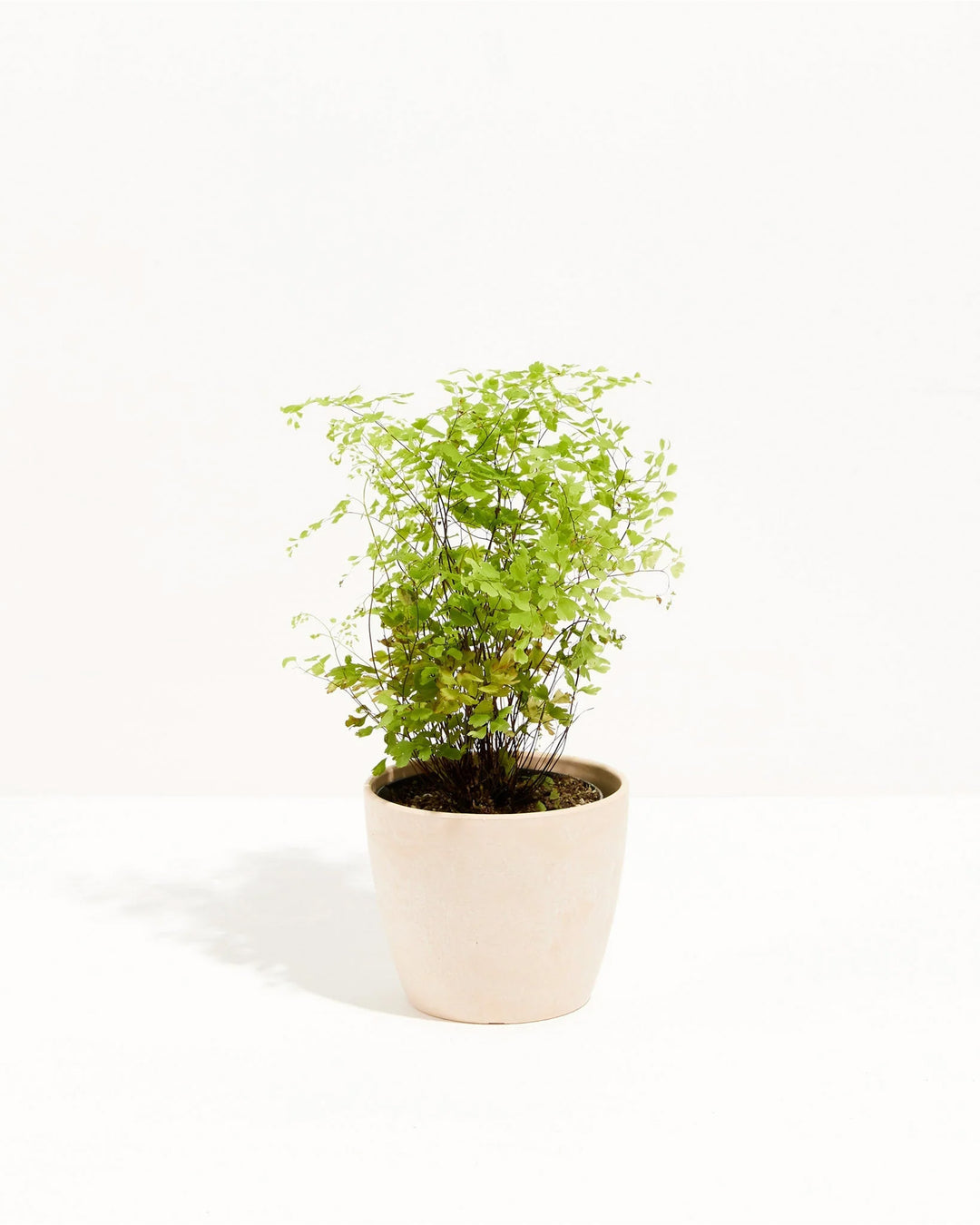 best potting mix for maidenhair fern Maidenhair Fern | Indoor Ferns For Sale