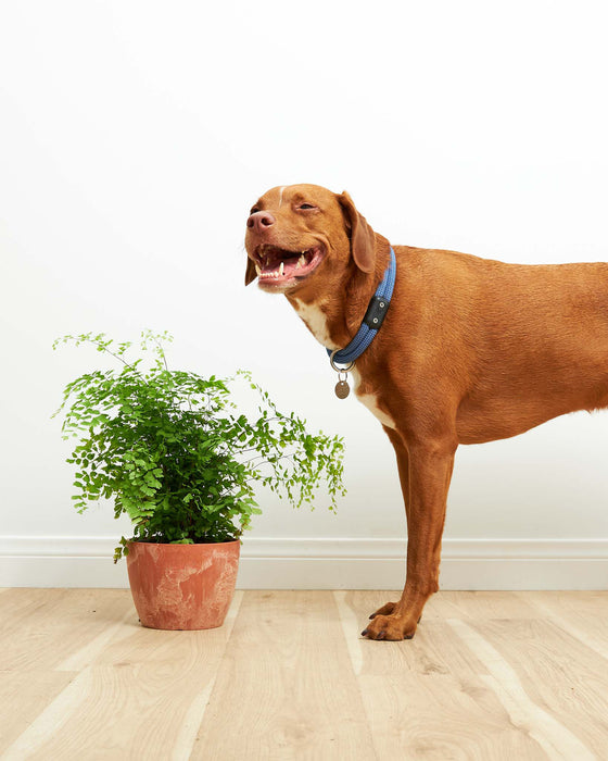 A curious dog investigates the pet-friendly Maidenhair Fern, planted in a terracotta chai pot on a wood floor.