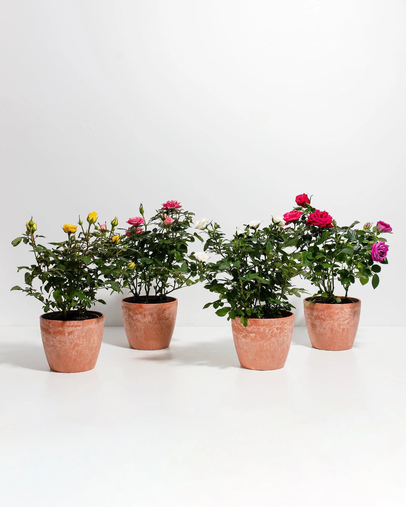 Miniatilure Roses Miniature Rose Collection | Delicate Fragrant Flowers Plant