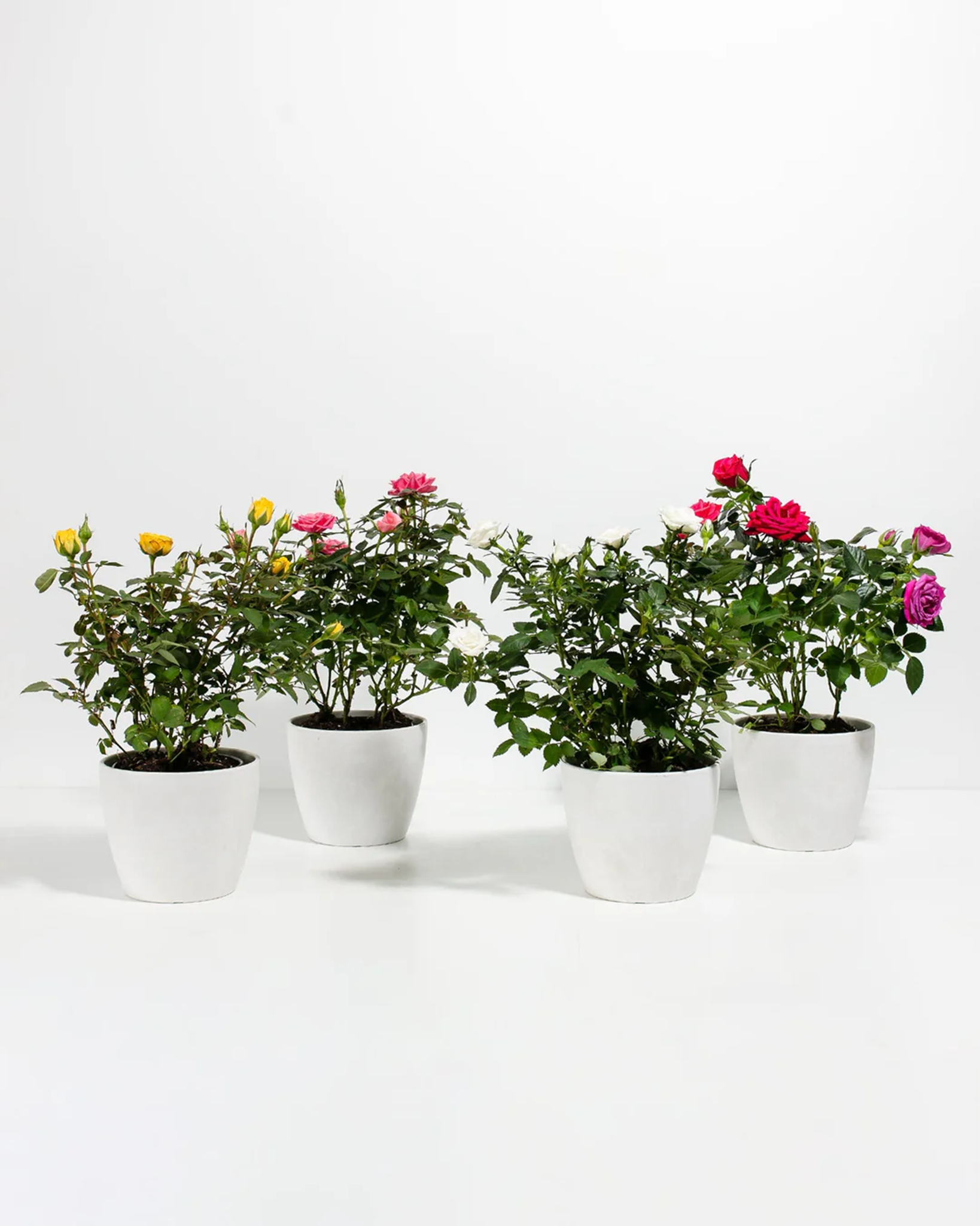 Warehouse Mini Roses Miniature Rose Collection | Delicate Fragrant Flowers Plant