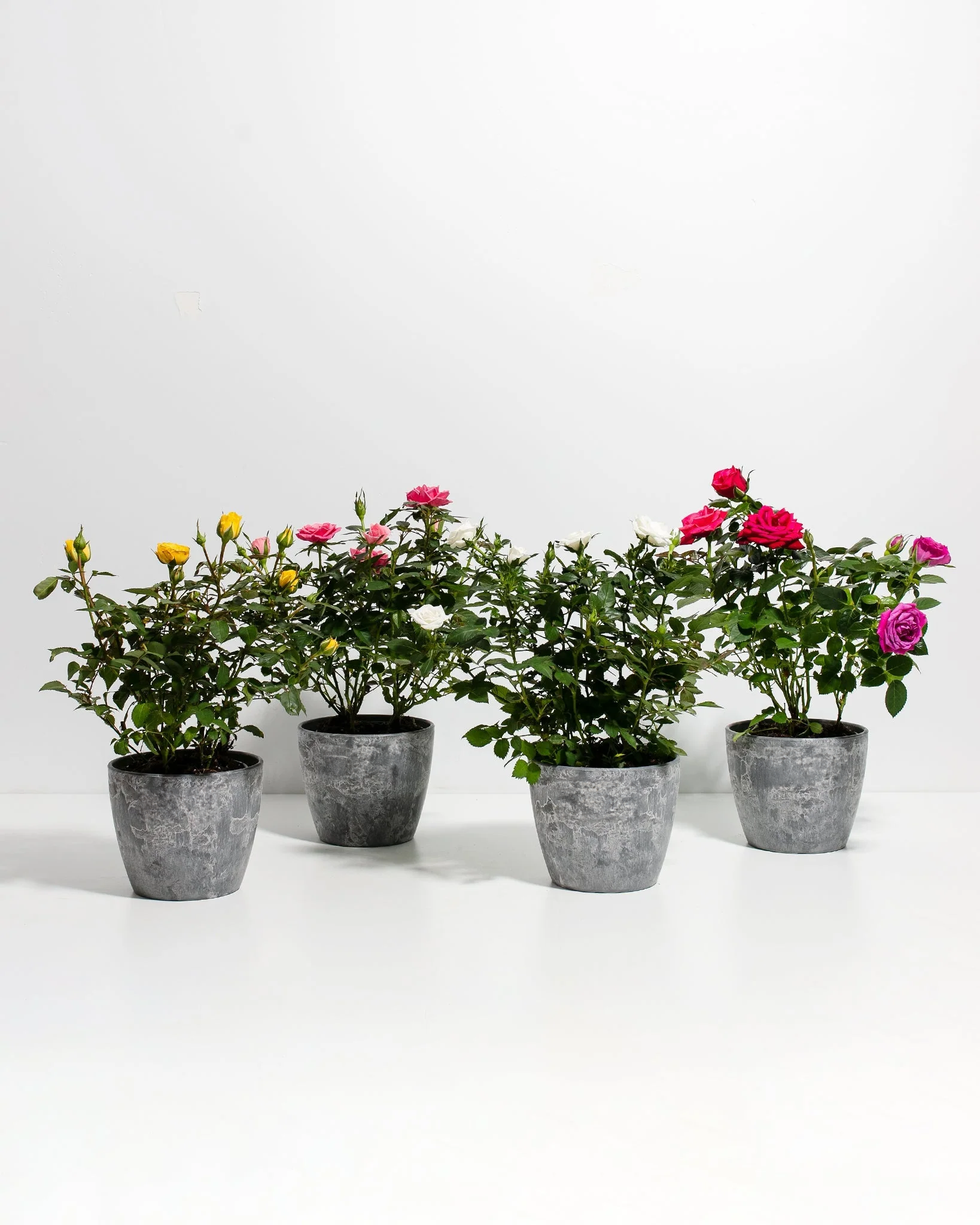 Miniatilure Roses Miniature Rose Collection | Delicate Fragrant Flowers Plant