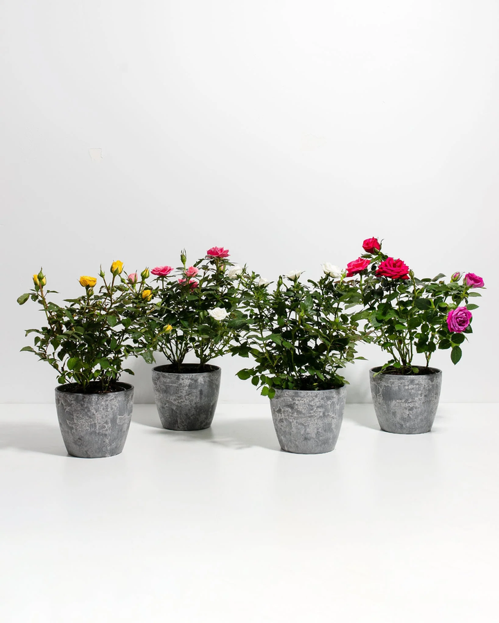 Miniature Rose Collection