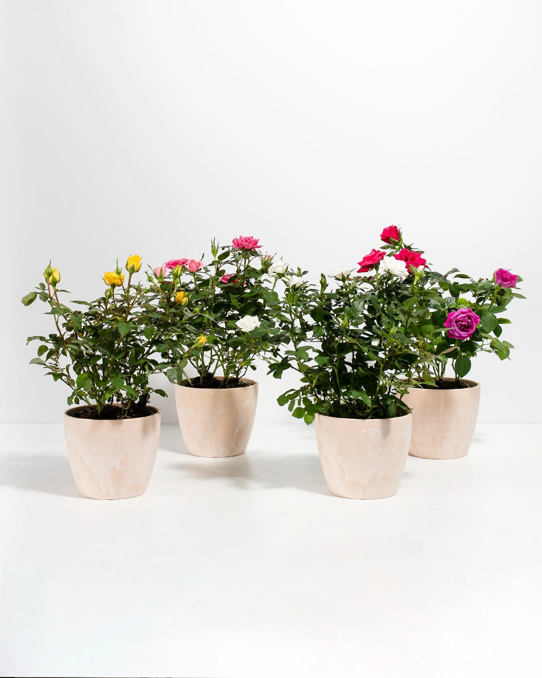 indoor rose plant delivery Miniature Rose Collection