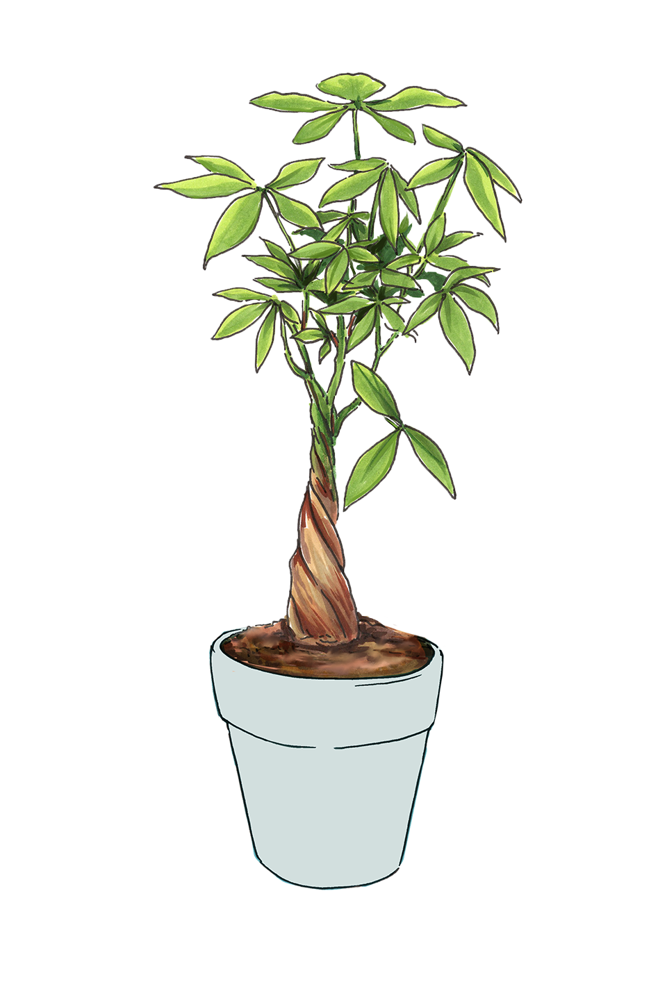 Money Tree Care Guide | Lively Root