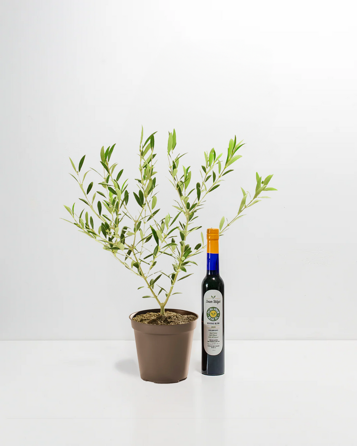 Olive Grove Delight Bundle