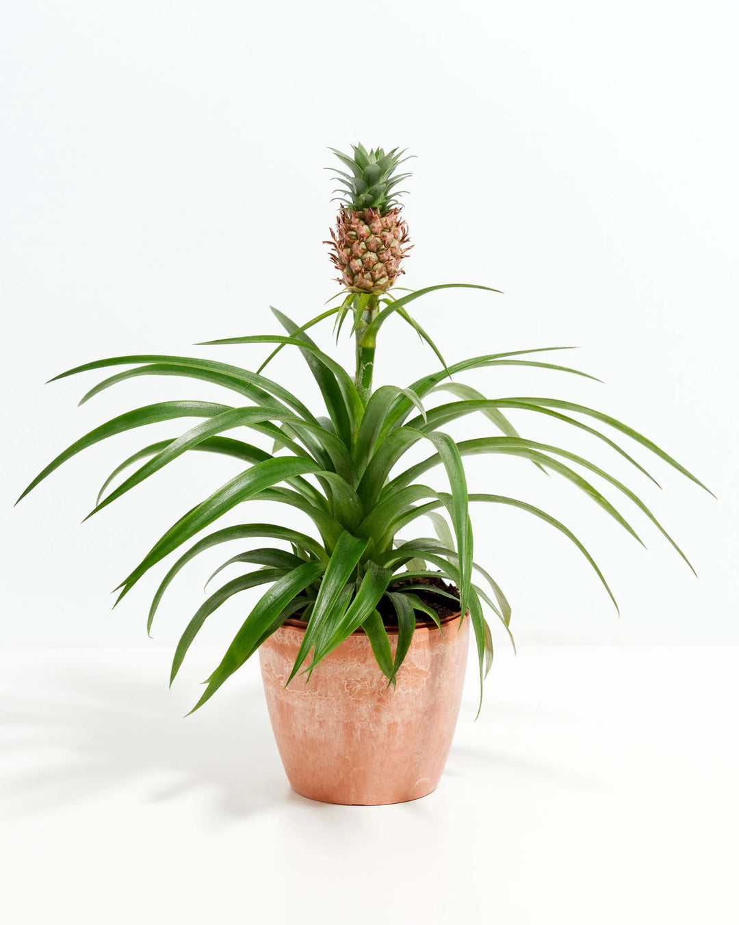 Pineapple Plant