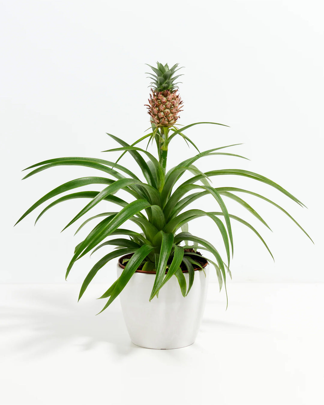 Pineapple Plant