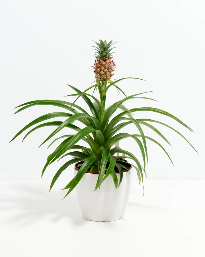 Pineapple Plant